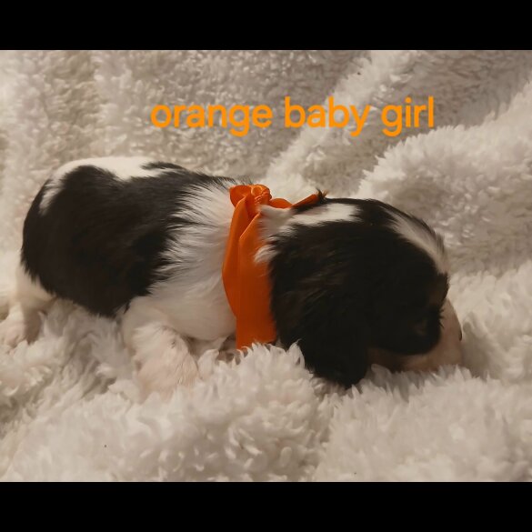 Cavalier King Charles Spaniel