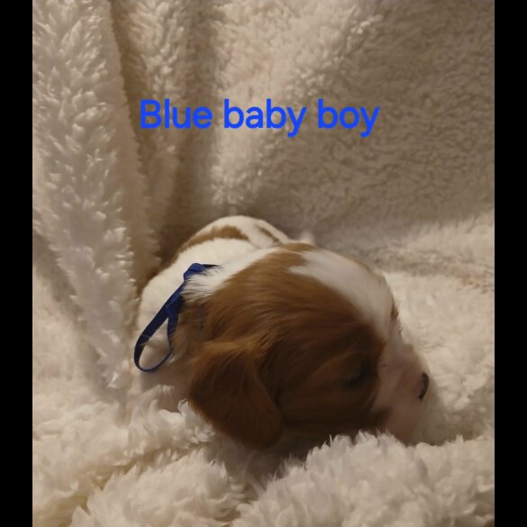 Cavalier King Charles Spaniel