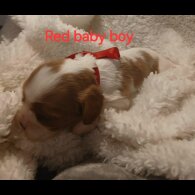 Cavalier King Charles Spaniel