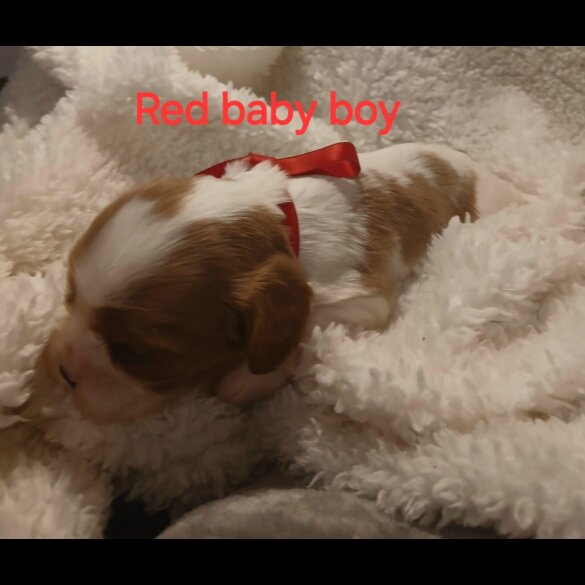 Cavalier King Charles Spaniel