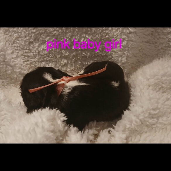 Cavalier King Charles Spaniel