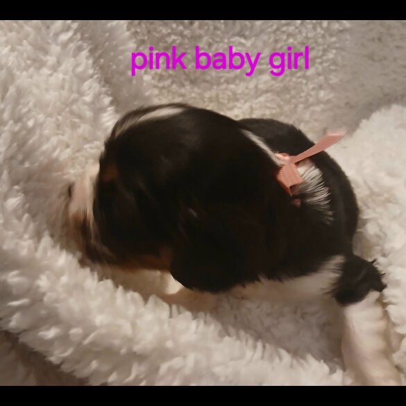 Cavalier King Charles Spaniel