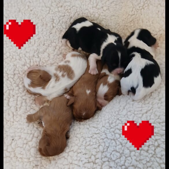 Cavalier King Charles Spaniel