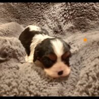 Cavalier King Charles Spaniel