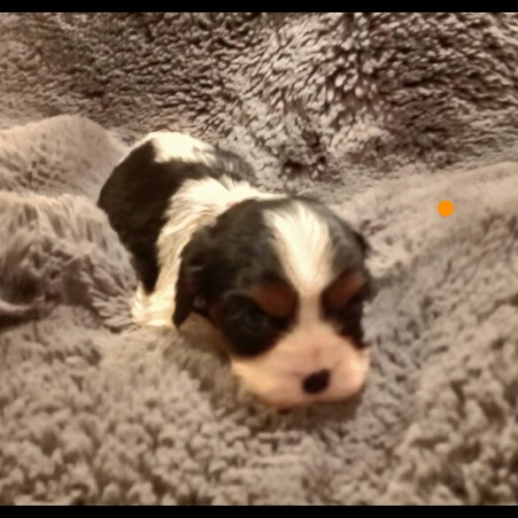 Cavalier King Charles Spaniel