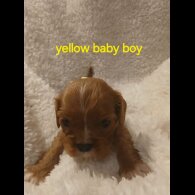 Cavalier King Charles Spaniel