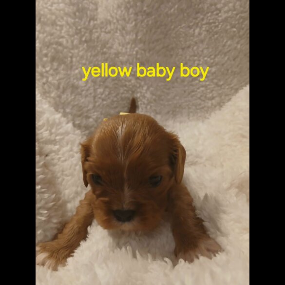 Cavalier King Charles Spaniel