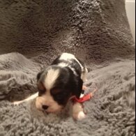 Cavalier King Charles Spaniel