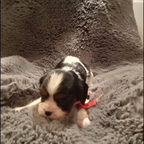 Cavalier King Charles Spaniel