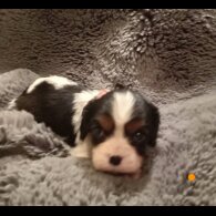 Cavalier King Charles Spaniel