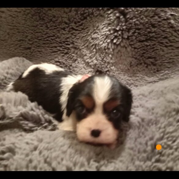 Cavalier King Charles Spaniel