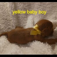 Cavalier King Charles Spaniel