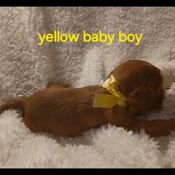 Cavalier King Charles Spaniel