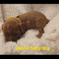 Cavalier King Charles Spaniel