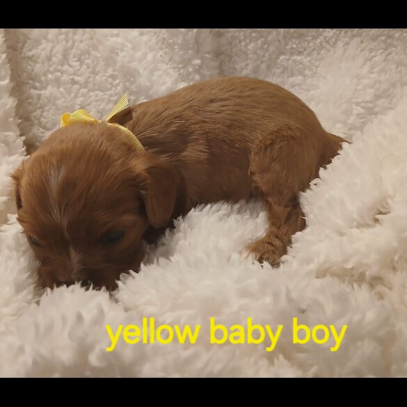 Cavalier King Charles Spaniel