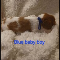 Cavalier King Charles Spaniel