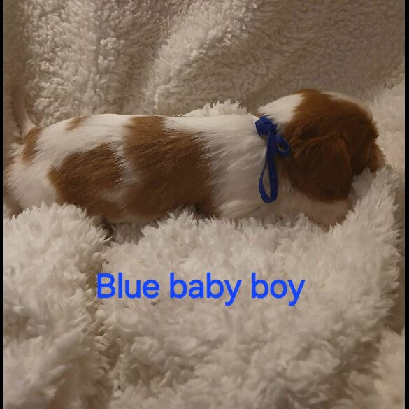 Cavalier King Charles Spaniel
