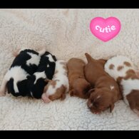 Cavalier King Charles Spaniel