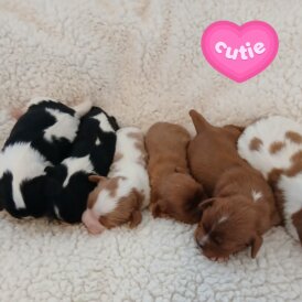 Cavalier King Charles Spaniel