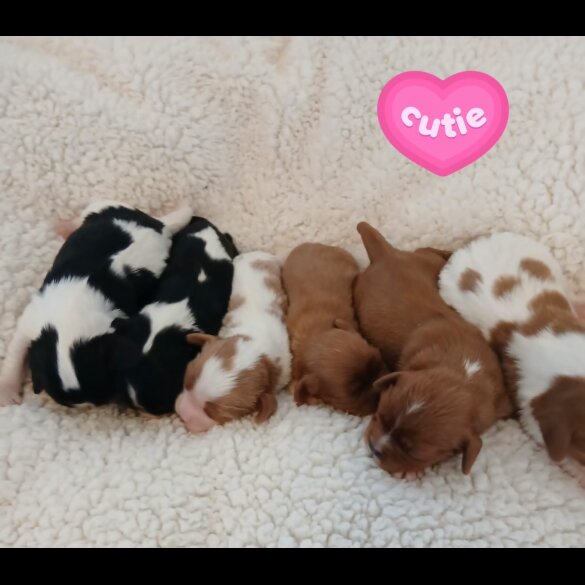 Cavalier King Charles Spaniel