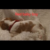 Cavalier King Charles Spaniel