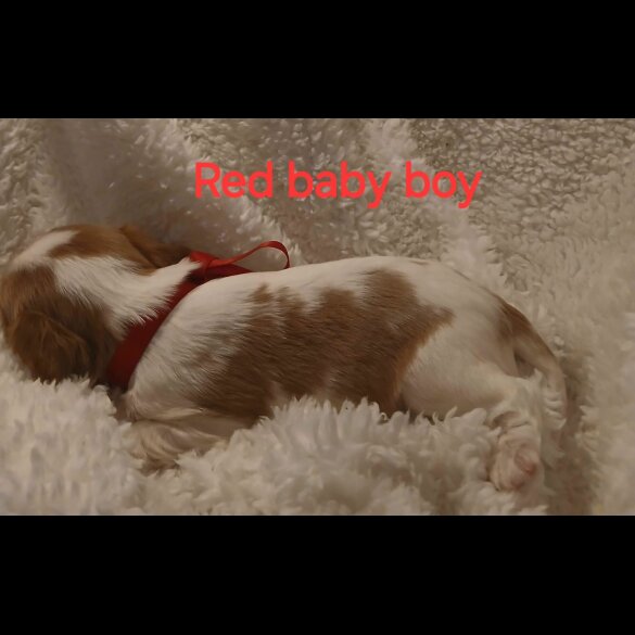 Cavalier King Charles Spaniel