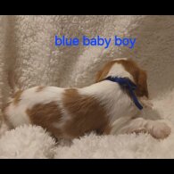 Cavalier King Charles Spaniel