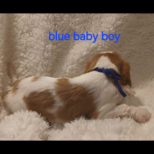 Cavalier King Charles Spaniel