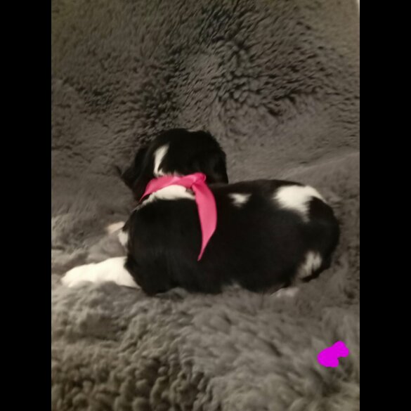 Cavalier King Charles Spaniel