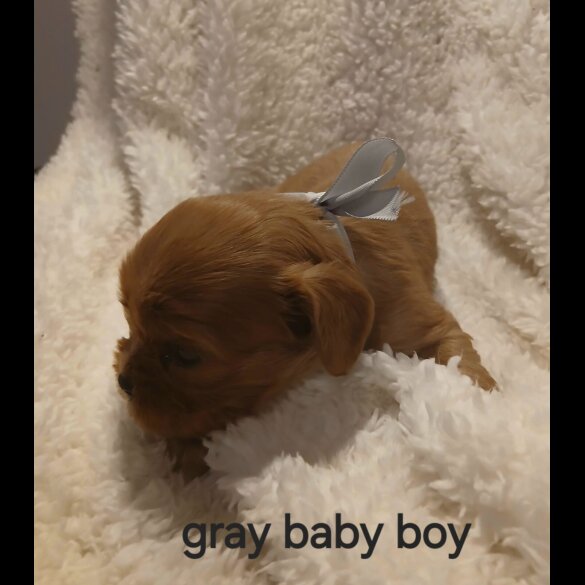 Cavalier King Charles Spaniel