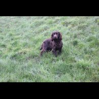 Cocker Spaniel (Working)