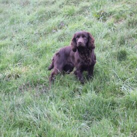 Working Cocker Spaniel