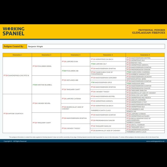 Cocker Spaniel (Working)