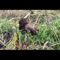 Cocker Spaniel (Working)