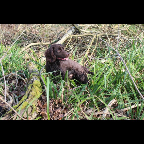 Cocker Spaniel (Working)