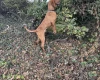 Hungarian Vizsla