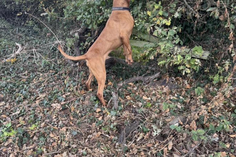 Hungarian Vizsla