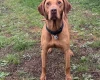 Hungarian Vizsla