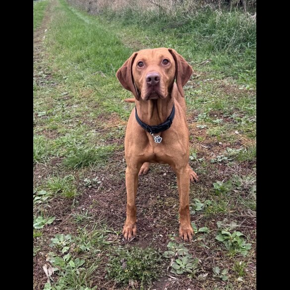 Hungarian Vizsla