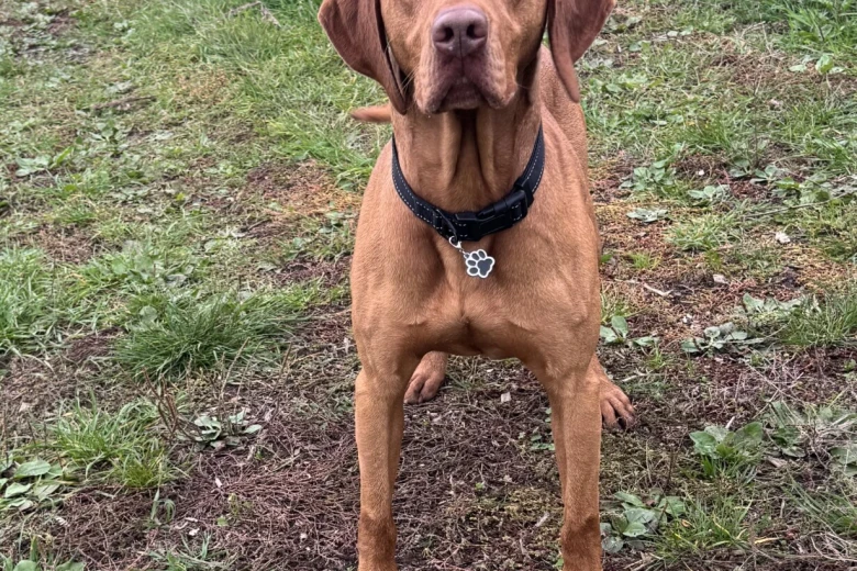 Hungarian Vizsla