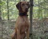 Hungarian Vizsla