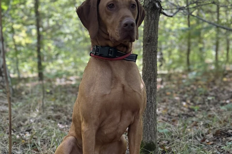 Hungarian Vizsla