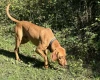 Hungarian Vizsla
