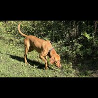 Hungarian Vizsla