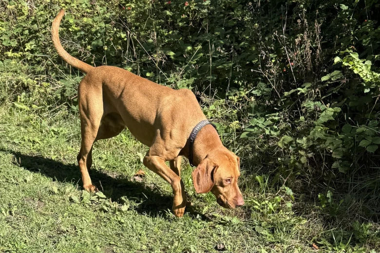 Hungarian Vizsla
