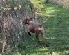 Hungarian Vizsla