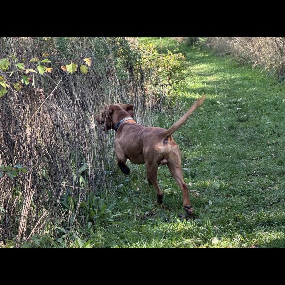 Hungarian Vizsla