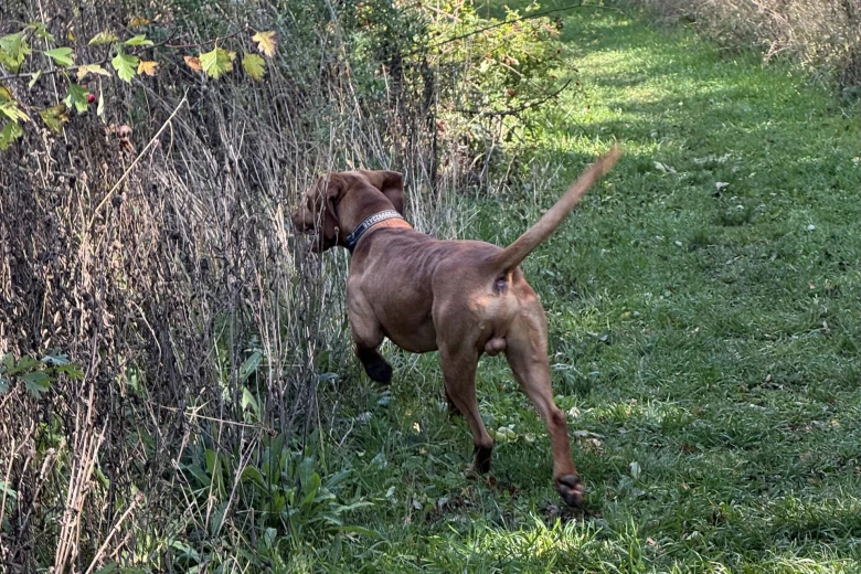 Hungarian Vizsla