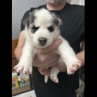 Siberian Husky