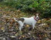 Jack Russell
